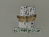  ( - BC ZSM Lep 87704)  @12 [ ] CreativeCommons - Attribution Non-Commercial Share-Alike (2015) Unspecified SNSB, Zoologische Staatssammlung Muenchen