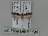 ( - BC ZSM Lep 87726)  @12 [ ] CreativeCommons - Attribution Non-Commercial Share-Alike (2015) Unspecified SNSB, Zoologische Staatssammlung Muenchen