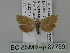  ( - BC ZSM Lep 87739)  @13 [ ] CreativeCommons - Attribution Non-Commercial Share-Alike (2015) Unspecified SNSB, Zoologische Staatssammlung Muenchen
