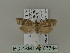  ( - BC ZSM Lep 87744)  @13 [ ] CreativeCommons - Attribution Non-Commercial Share-Alike (2015) Unspecified SNSB, Zoologische Staatssammlung Muenchen