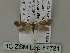  ( - BC ZSM Lep 87781)  @12 [ ] CreativeCommons - Attribution Non-Commercial Share-Alike (2015) Unspecified SNSB, Zoologische Staatssammlung Muenchen