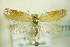  (Acleris ferrugana - BC ZSM Lep 87788)  @14 [ ] Unspecified (default): All Rights Reserved  Unspecified Unspecified