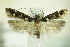  (Caryocolum vicinella - BC ZSM Lep 87807)  @14 [ ] Unspecified (default): All Rights Reserved  Unspecified Unspecified