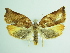  ( - BC ZSM Lep 87831)  @14 [ ] CreativeCommons - Attribution Non-Commercial Share-Alike (2015) Unspecified SNSB, Zoologische Staatssammlung Muenchen
