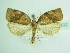  ( - BC ZSM Lep 87832)  @14 [ ] CreativeCommons - Attribution Non-Commercial Share-Alike (2015) Unspecified SNSB, Zoologische Staatssammlung Muenchen