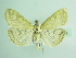  ( - BC ZSM Lep 87838)  @13 [ ] CreativeCommons - Attribution Non-Commercial Share-Alike (2015) Unspecified SNSB, Zoologische Staatssammlung Muenchen