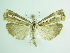  ( - BC ZSM Lep 87840)  @13 [ ] CreativeCommons - Attribution Non-Commercial Share-Alike (2015) Unspecified SNSB, Zoologische Staatssammlung Muenchen