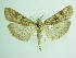  ( - BC ZSM Lep 87843)  @13 [ ] CreativeCommons - Attribution Non-Commercial Share-Alike (2015) Unspecified SNSB, Zoologische Staatssammlung Muenchen