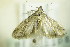  ( - BC ZSM Lep 87869)  @14 [ ] CreativeCommons - Attribution Non-Commercial Share-Alike (2015) Unspecified SNSB, Zoologische Staatssammlung Muenchen