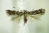  ( - BC ZSM Lep 89117)  @13 [ ] CreativeCommons - Attribution Non-Commercial Share-Alike (2015) Unspecified SNSB, Zoologische Staatssammlung Muenchen