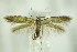  ( - BC ZSM Lep 89118)  @14 [ ] CreativeCommons - Attribution Non-Commercial Share-Alike (2015) Unspecified SNSB, Zoologische Staatssammlung Muenchen