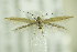  ( - BC ZSM Lep 89162)  @13 [ ] CreativeCommons - Attribution Non-Commercial Share-Alike (2015) Unspecified SNSB, Zoologische Staatssammlung Muenchen