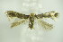  (Trifurcula subnitidella - BC ZSM Lep 89190)  @13 [ ] Unspecified (default): All Rights Reserved  Unspecified Unspecified