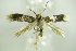  ( - BC ZSM Lep 89191)  @12 [ ] Unspecified (default): All Rights Reserved  Unspecified Unspecified