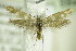  (Scythris scopolella - BC ZSM Lep 89218)  @14 [ ] CreativeCommons - Attribution Non-Commercial Share-Alike (2015) Unspecified SNSB, Zoologische Staatssammlung Muenchen