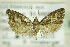 ( - BC ZSM Lep 89272)  @14 [ ] CreativeCommons - Attribution Non-Commercial Share-Alike (2015) Unspecified SNSB, Zoologische Staatssammlung Muenchen