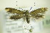  (Scythris fuscoaenea - BC ZSM Lep 89291)  @14 [ ] Unspecified (default): All Rights Reserved  Unspecified Unspecified