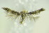  ( - BC ZSM Lep 89428)  @12 [ ] Unspecified (default): All Rights Reserved  Unspecified Unspecified