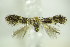  ( - BC ZSM Lep 89457)  @12 [ ] Unspecified (default): All Rights Reserved  Unspecified Unspecified