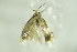  ( - BC ZSM Lep 89496)  @12 [ ] Unspecified (default): All Rights Reserved  Unspecified Unspecified
