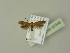  ( - BC ZSM Lep 92948)  @12 [ ] CreativeCommons - Attribution Non-Commercial Share-Alike (2016) Unspecified SNSB, Zoologische Staatssammlung Muenchen