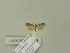  ( - BC ZSM Lep 92977)  @11 [ ] CreativeCommons - Attribution Non-Commercial Share-Alike (2016) Unspecified SNSB, Zoologische Staatssammlung Muenchen