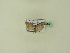  ( - BC ZSM Lep 95103)  @12 [ ] CreativeCommons - Attribution Non-Commercial Share-Alike (2016) SNSB, Staatliche Naturwissenschaftliche Sammlungen Bayerns ZSM (SNSB, Zoologische Staatssammlung Muenchen)
