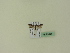 ( - BC ZSM Lep 95188)  @11 [ ] CreativeCommons - Attribution Non-Commercial Share-Alike (2016) SNSB, Staatliche Naturwissenschaftliche Sammlungen Bayerns ZSM (SNSB, Zoologische Staatssammlung Muenchen)
