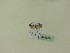 ( - BC ZSM Lep 95191)  @12 [ ] CreativeCommons - Attribution Non-Commercial Share-Alike (2016) SNSB, Staatliche Naturwissenschaftliche Sammlungen Bayerns ZSM (SNSB, Zoologische Staatssammlung Muenchen)