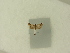  ( - BC ZSM Lep 83993)  @12 [ ] CreativeCommons - Attribution Non-Commercial Share-Alike (2016) SNSB, Staatliche Naturwissenschaftliche Sammlungen Bayerns ZSM (SNSB, Zoologische Staatssammlung Muenchen)