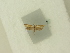  ( - BC ZSM Lep 84006)  @12 [ ] CreativeCommons - Attribution Non-Commercial Share-Alike (2016) SNSB, Staatliche Naturwissenschaftliche Sammlungen Bayerns ZSM (SNSB, Zoologische Staatssammlung Muenchen)