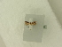  ( - BC ZSM Lep 84028)  @12 [ ] CreativeCommons - Attribution Non-Commercial Share-Alike (2016) SNSB, Staatliche Naturwissenschaftliche Sammlungen Bayerns ZSM (SNSB, Zoologische Staatssammlung Muenchen)