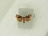  ( - BC ZSM Lep 84040)  @13 [ ] CreativeCommons - Attribution Non-Commercial Share-Alike (2016) SNSB, Staatliche Naturwissenschaftliche Sammlungen Bayerns ZSM (SNSB, Zoologische Staatssammlung Muenchen)