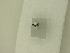  ( - BC ZSM Lep 84067)  @12 [ ] CreativeCommons - Attribution Non-Commercial Share-Alike (2016) SNSB, Staatliche Naturwissenschaftliche Sammlungen Bayerns ZSM (SNSB, Zoologische Staatssammlung Muenchen)