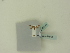  ( - BC ZSM Lep 87961)  @11 [ ] CreativeCommons - Attribution Non-Commercial Share-Alike (2016) SNSB, Staatliche Naturwissenschaftliche Sammlungen Bayerns ZSM (SNSB, Zoologische Staatssammlung Muenchen)