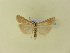  ( - BC ZSM Lep 91404)  @12 [ ] CreativeCommons - Attribution Non-Commercial Share-Alike (2016) SNSB, Staatliche Naturwissenschaftliche Sammlungen Bayerns ZSM (SNSB, Zoologische Staatssammlung Muenchen)