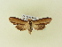  ( - BC ZSM Lep 91442)  @11 [ ] CreativeCommons - Attribution Non-Commercial Share-Alike (2016) SNSB, Staatliche Naturwissenschaftliche Sammlungen Bayerns ZSM (SNSB, Zoologische Staatssammlung Muenchen)