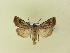  ( - BC ZSM Lep 91450)  @11 [ ] CreativeCommons - Attribution Non-Commercial Share-Alike (2016) SNSB, Staatliche Naturwissenschaftliche Sammlungen Bayerns ZSM (SNSB, Zoologische Staatssammlung Muenchen)