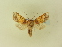  ( - BC ZSM Lep 91453)  @11 [ ] CreativeCommons - Attribution Non-Commercial Share-Alike (2016) SNSB, Staatliche Naturwissenschaftliche Sammlungen Bayerns ZSM (SNSB, Zoologische Staatssammlung Muenchen)