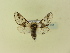 ( - BC ZSM Lep 91457)  @13 [ ] CreativeCommons - Attribution Non-Commercial Share-Alike (2016) SNSB, Staatliche Naturwissenschaftliche Sammlungen Bayerns ZSM (SNSB, Zoologische Staatssammlung Muenchen)