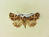  ( - BC ZSM Lep 91460)  @11 [ ] CreativeCommons - Attribution Non-Commercial Share-Alike (2016) SNSB, Staatliche Naturwissenschaftliche Sammlungen Bayerns ZSM (SNSB, Zoologische Staatssammlung Muenchen)