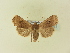  ( - BC ZSM Lep 91462)  @13 [ ] CreativeCommons - Attribution Non-Commercial Share-Alike (2016) SNSB, Staatliche Naturwissenschaftliche Sammlungen Bayerns ZSM (SNSB, Zoologische Staatssammlung Muenchen)