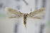  ( - BC ZSM Lep 94916)  @13 [ ] CreativeCommons - Attribution Non-Commercial Share-Alike (2016) SNSB, Staatliche Naturwissenschaftliche Sammlungen Bayerns ZSM (SNSB, Zoologische Staatssammlung Muenchen)