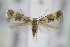  ( - BC ZSM Lep 94918)  @14 [ ] CreativeCommons - Attribution Non-Commercial Share-Alike (2016) SNSB, Staatliche Naturwissenschaftliche Sammlungen Bayerns ZSM (SNSB, Zoologische Staatssammlung Muenchen)