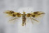  ( - BC ZSM Lep 94932)  @14 [ ] CreativeCommons - Attribution Non-Commercial Share-Alike (2016) SNSB, Staatliche Naturwissenschaftliche Sammlungen Bayerns ZSM (SNSB, Zoologische Staatssammlung Muenchen)