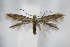  ( - BC ZSM Lep 94935)  @13 [ ] CreativeCommons - Attribution Non-Commercial Share-Alike (2016) SNSB, Staatliche Naturwissenschaftliche Sammlungen Bayerns ZSM (SNSB, Zoologische Staatssammlung Muenchen)