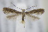  ( - BC ZSM Lep 94937)  @14 [ ] CreativeCommons - Attribution Non-Commercial Share-Alike (2016) SNSB, Staatliche Naturwissenschaftliche Sammlungen Bayerns ZSM (SNSB, Zoologische Staatssammlung Muenchen)