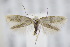  ( - BC ZSM Lep 94939)  @15 [ ] CreativeCommons - Attribution Non-Commercial Share-Alike (2016) SNSB, Staatliche Naturwissenschaftliche Sammlungen Bayerns ZSM (SNSB, Zoologische Staatssammlung Muenchen)