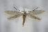  ( - BC ZSM Lep 94940)  @12 [ ] CreativeCommons - Attribution Non-Commercial Share-Alike (2016) SNSB, Staatliche Naturwissenschaftliche Sammlungen Bayerns ZSM (SNSB, Zoologische Staatssammlung Muenchen)