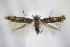  ( - BC ZSM Lep 94947)  @13 [ ] CreativeCommons - Attribution Non-Commercial Share-Alike (2016) SNSB, Staatliche Naturwissenschaftliche Sammlungen Bayerns ZSM (SNSB, Zoologische Staatssammlung Muenchen)